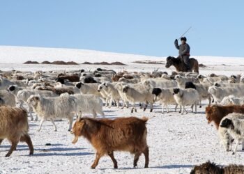 Хэнтий аймаг малын тоогоороо улсын хэмжээнд 5-р байранд орлоо