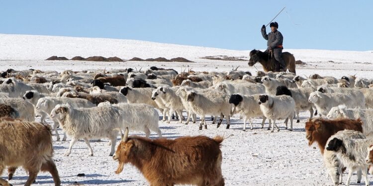 Хэнтий аймаг малын тоогоороо улсын хэмжээнд 5-р байранд орлоо