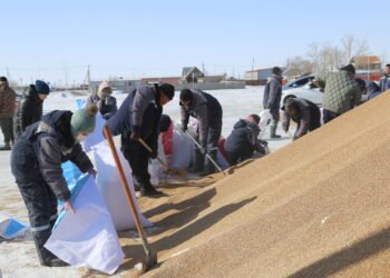 Хэнтий аймаг малчдадаа зориулж 750 тонн улаан буудайг татан авахаас эхний 140 тонн нь буулаа