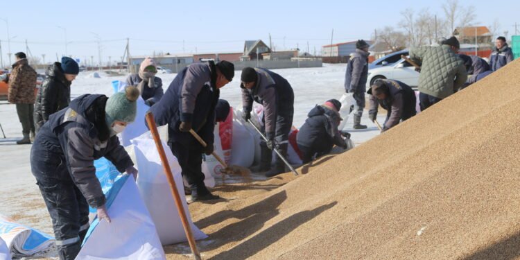 Хэнтий аймаг малчдадаа зориулж 750 тонн улаан буудайг татан авахаас эхний 140 тонн нь буулаа