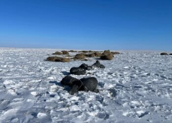Дорнод | Амьтны амьдрах болон идэш тэжээлийн нөхцөлийг сайжруулахад чиглэгдсэн биотехникийн арга хэмжээг хэрэгжүүлэв