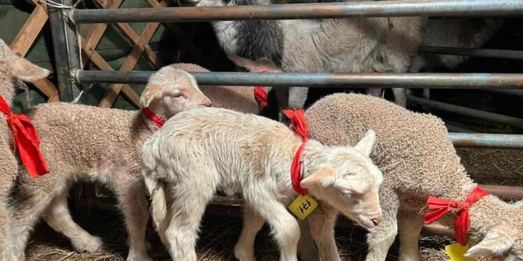 Австрали улсын нарийн ноост мерино үүлдрийн хонины хөврөл үрийг үзэмчин үүлдрийн хонинд суулгасан туршилт амжилттай хийгдэж байна