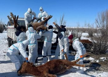 Баянмөнх сум | Хэрлэн гол дагуух малын сэг зэм устгах  ажлыг эрчимтэй зохион байгуулж байна