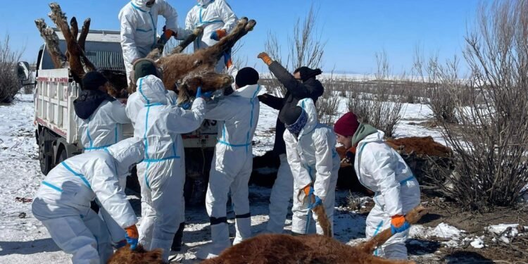 Баянмөнх сум | Хэрлэн гол дагуух малын сэг зэм устгах  ажлыг эрчимтэй зохион байгуулж байна