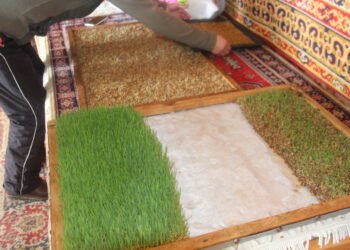 Хэнтий | Малчин О.Цолмонгийнх улсаас олгосон улаан буудайг гэрийн нөхцөлд хөрсгүй тариалж малдаа өгч байна