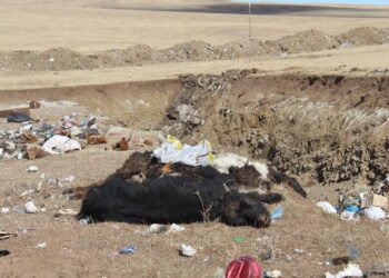 Батноров суманд сэг зэм устгах ажил 54.2 хувьтай үргэлжилж байна