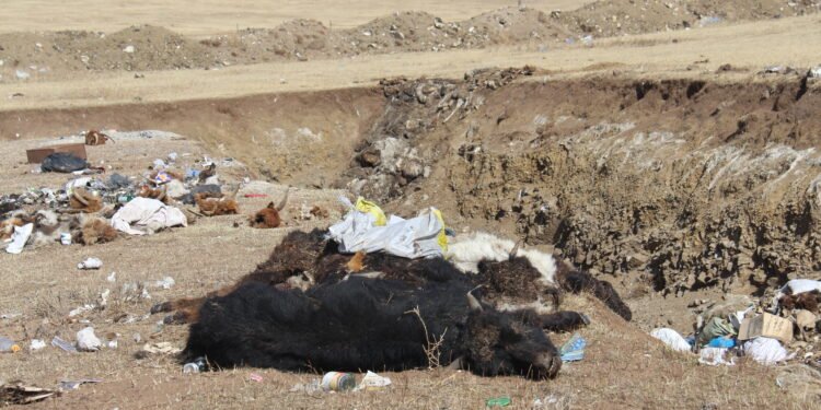 Батноров суманд сэг зэм устгах ажил 54.2 хувьтай үргэлжилж байна