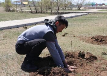 Хэнтий | Аймгийн төвийн 14 цэцэрлэгт хүрээлэнд төрийн 56 байгууллага 1500 мод тарилаа