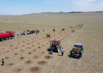 Дорнод: Нөхөн сэргээлт, ойжуулах ажлыг хийж байна