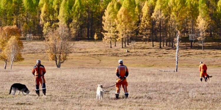 Хөвсгөлийн Тариаланд самар түүж яваад сураггүй болсон эмэгтэйг эрэн хайсаар байна
